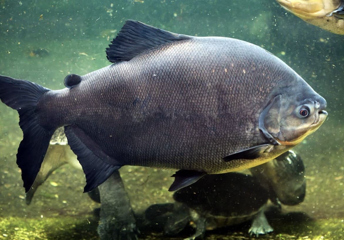 Pacu Fish: The Nutcracker of the Amazon